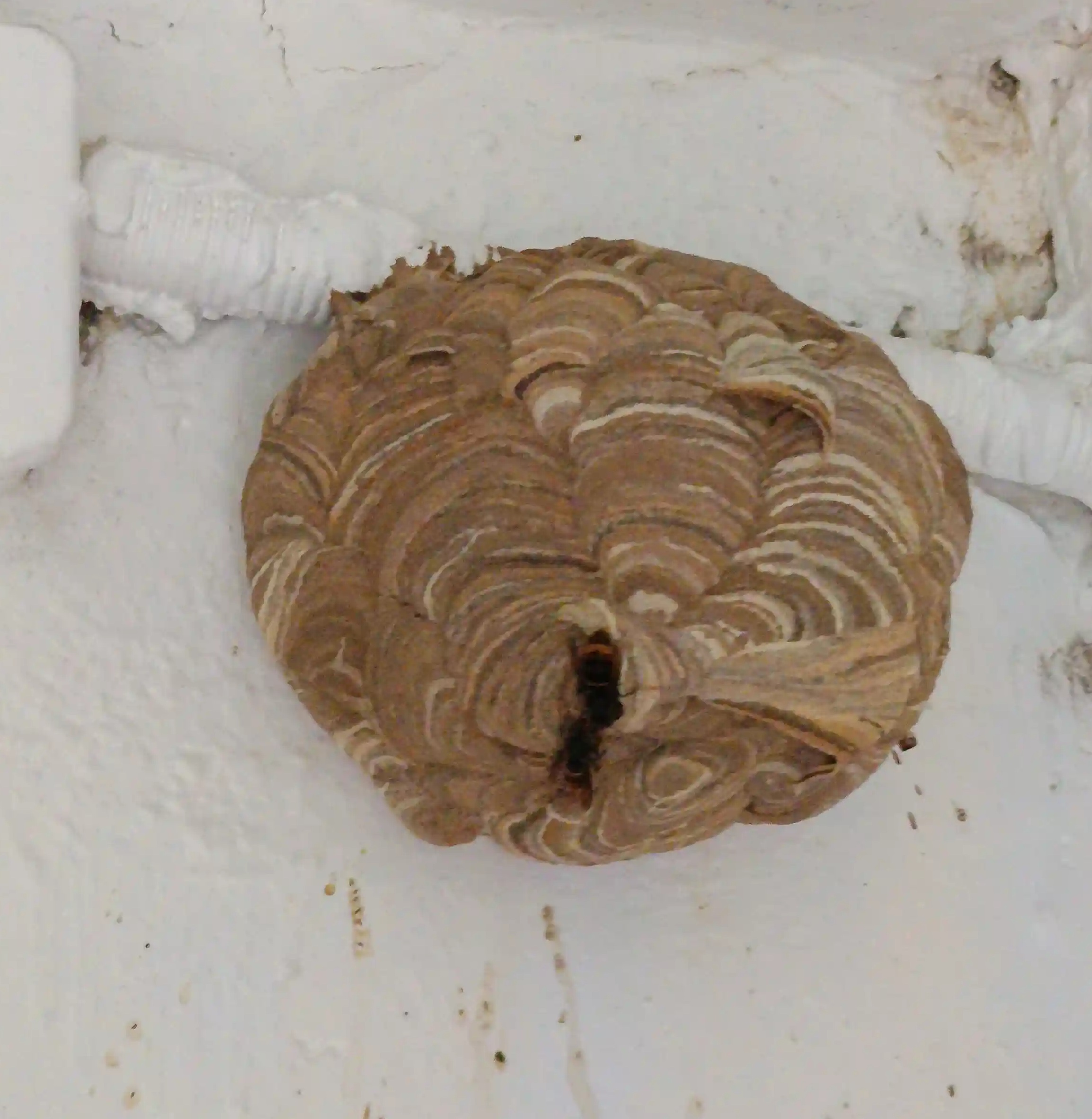 Nid primaire de frelons asiatique Colmar 