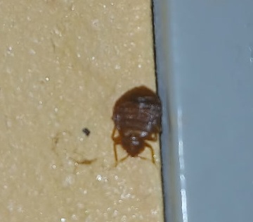 Punaise de Lit Colmar