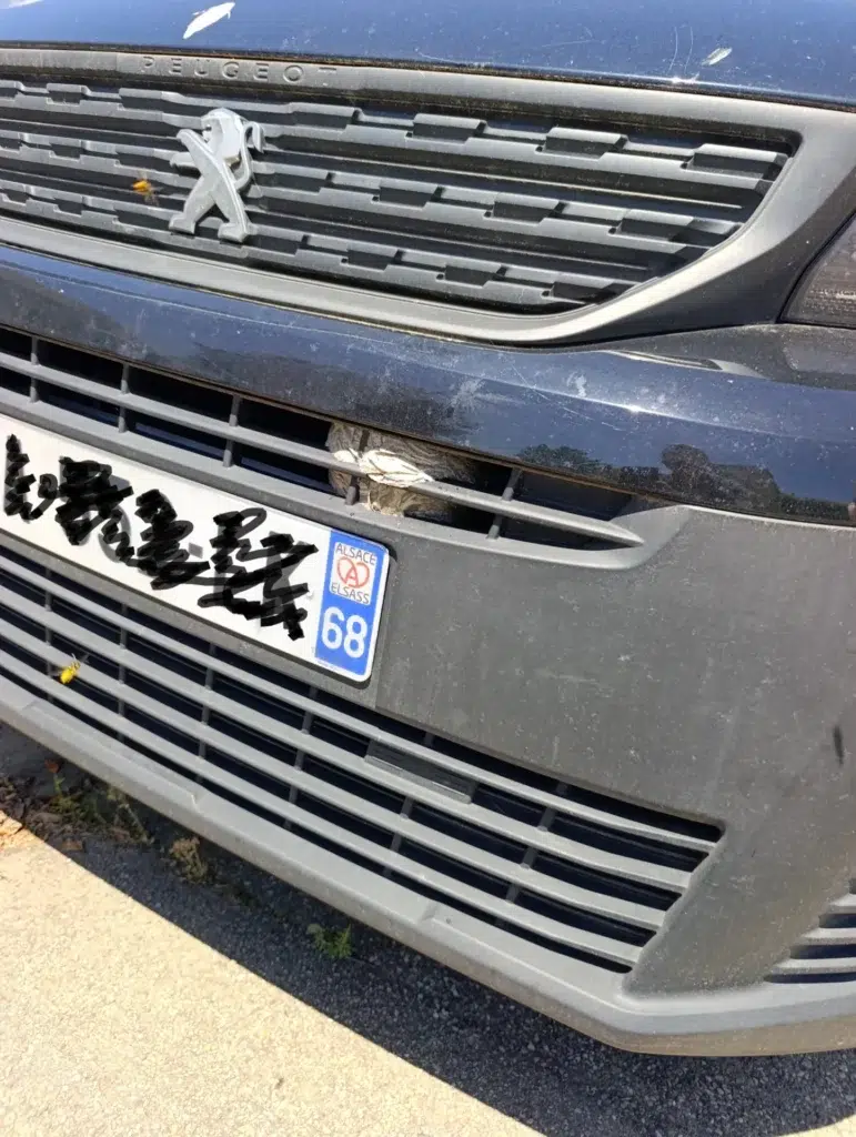 Nid de guêpes installé dans la calandre avant d'une voiture Peugeot en Alsace